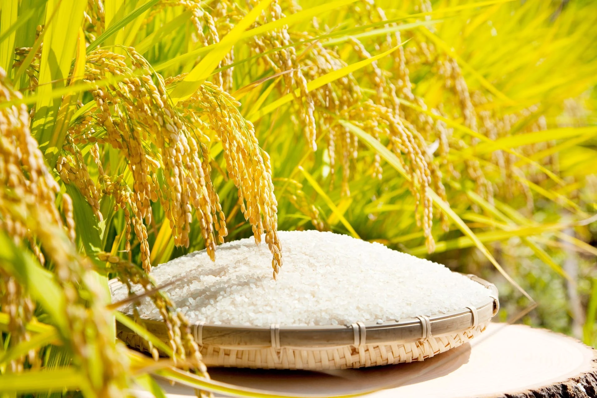 AdobeStock_33849092