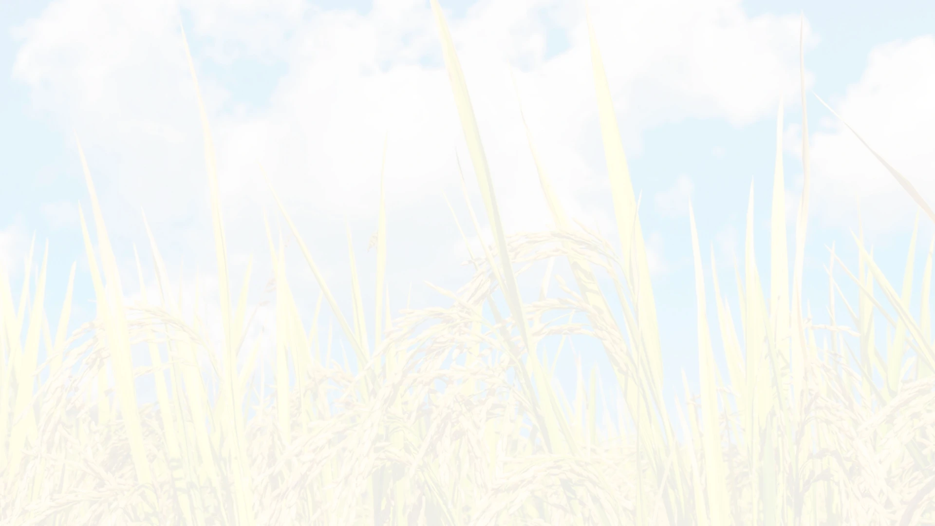 bg2.jpg